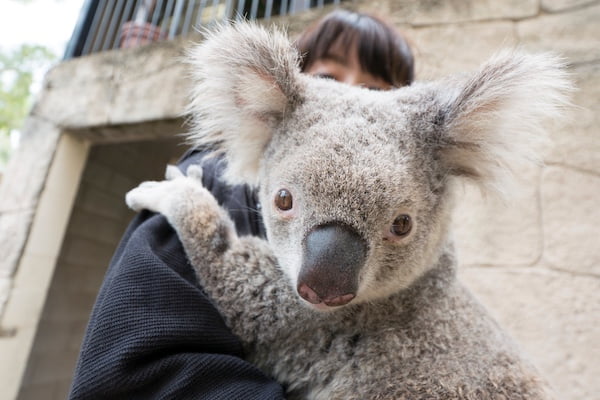 コアラの抱っこをしよう