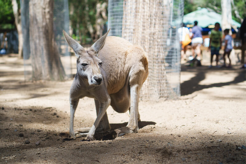 カランビン自然動物公園