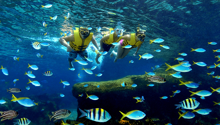 (イメージ)レインボー・リーフ