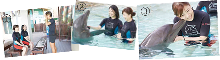 (イメージ)ドルフィン