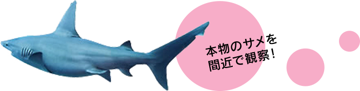 (イメージ)サメ