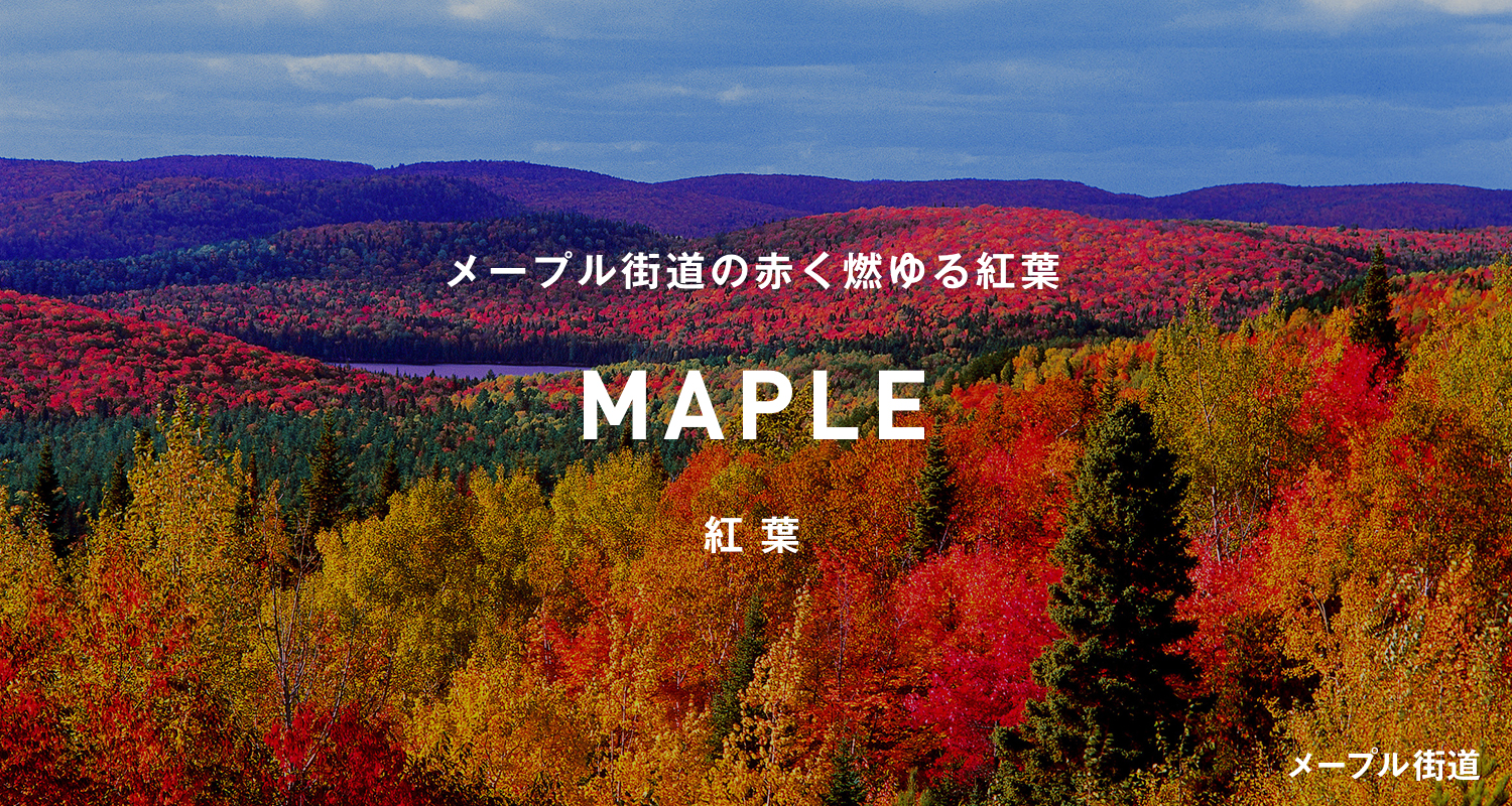 メープル街道