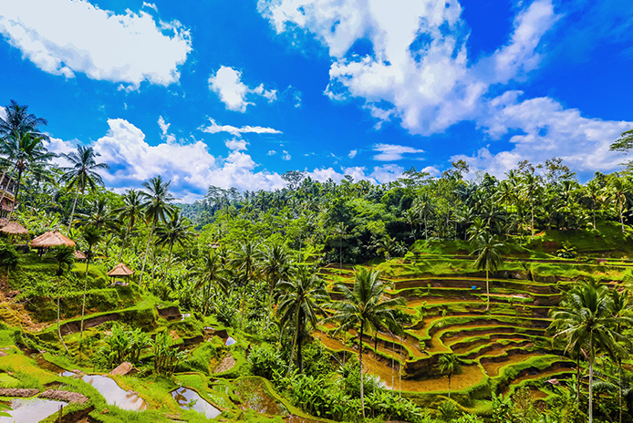 ライステラス（イメージ）