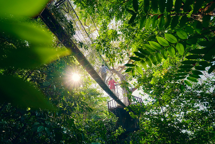 キャノピーウォークイメージ）