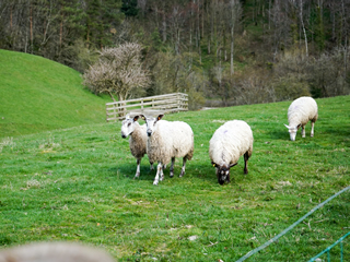 湖水地方の牧場風景
