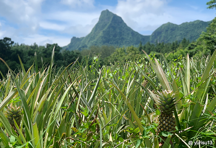 パイナップル(イメージ)