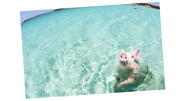 野生の豚さんと泳げるエグズーマ諸島(イメージ)