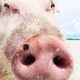 バハマ(イメージ)