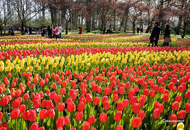 キューケンホフ公園