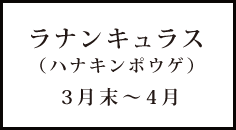 ラナンキュラス（ハナキンポウゲ） 3月末～4月