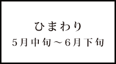 ひまわり 5月中旬～6月下旬