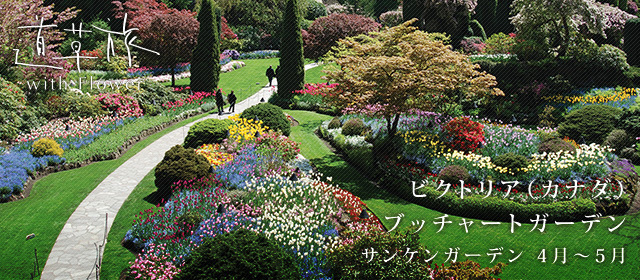 カナダ バンクーバー バンデューセン植物園 ラバーナム（キバナフジ） 4月～5月中旬