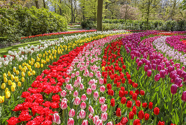 キューケンホフ公園の画像