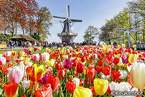 キューケンホフ公園の画像