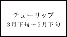 チューリップ 3月下旬～5月下旬