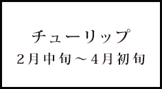 チューリップ 2月中旬～4月初旬