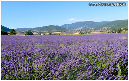 プロヴァンス (フランス)