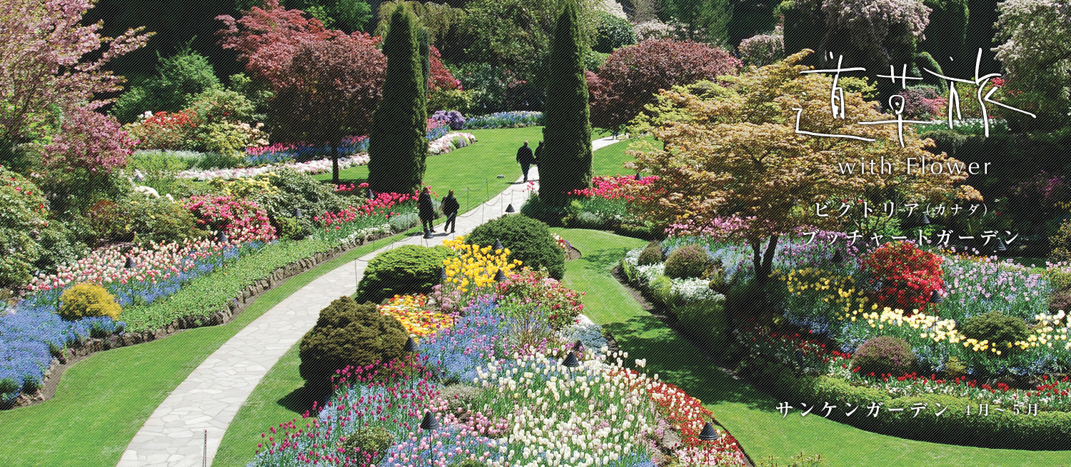 道草旅 with Flower　バンクーバー(カナダ) バンデューセン植物園　ラバーナム(キバナフジ) 4～5月中旬