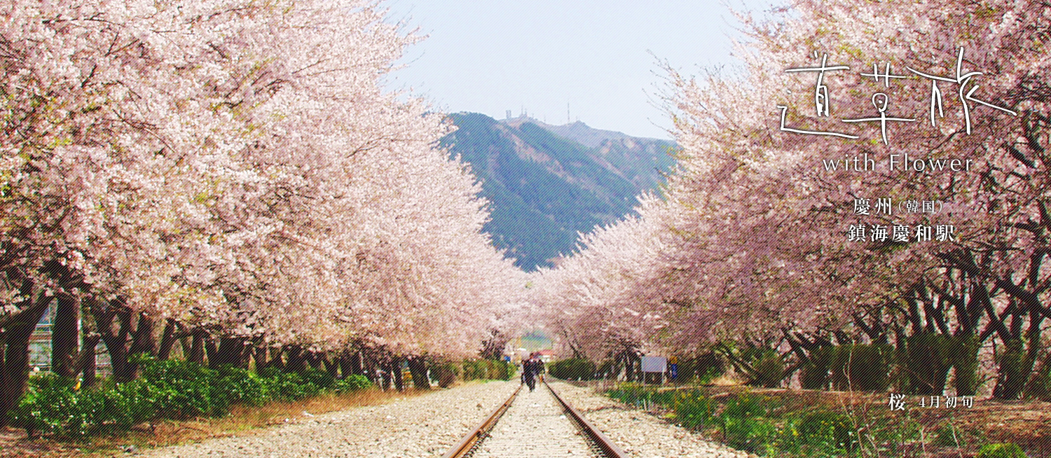 道草旅 with Flower　慶州(韓国) 鎮海慶和駅　3月下旬～4月上旬