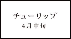 チューリップ 4月中旬