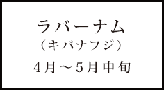 ラバーナム（キバナフジ） 4月～5月中旬