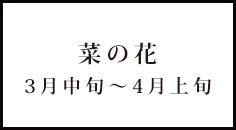 菜の花 3月中旬～4月上旬