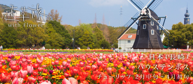 モンゴル ウランバートル テレルジ国立公園 フラワー乗馬トレッキング 6月中旬～7月中