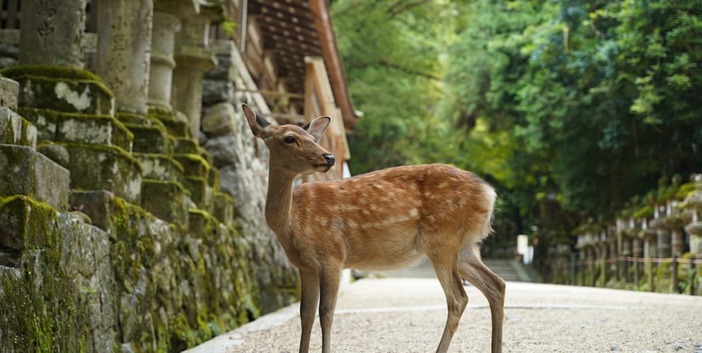 古都奈良の文化財
