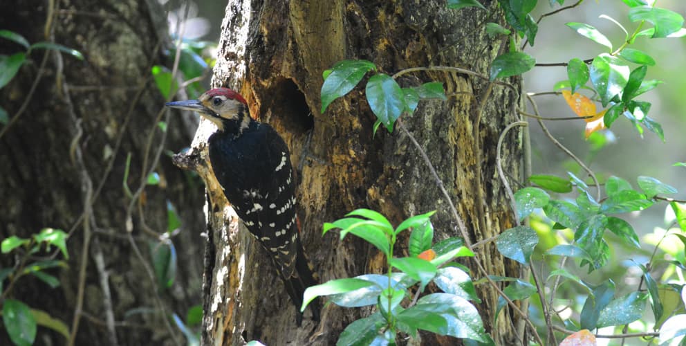 奄美大島、徳之島、沖縄島北部及び西表島