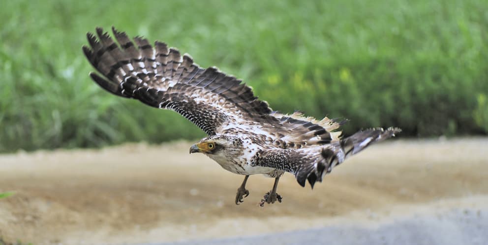 奄美大島、徳之島、沖縄島北部及び西表島