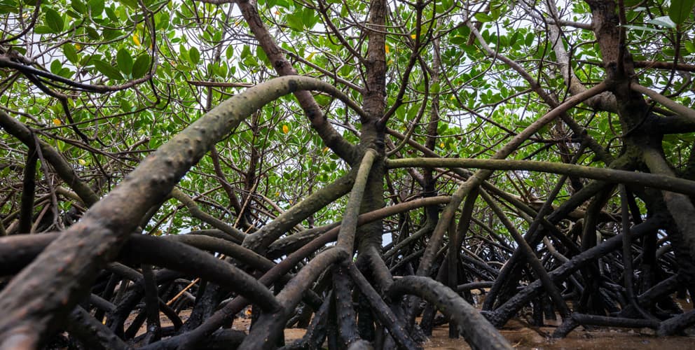 奄美大島、徳之島、沖縄島北部及び西表島