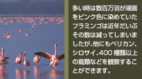 多い時は数百万羽以上のフラミンゴが生息する湖で、その湖面は遠くからでもピンクに染まっているのが見えます。 多種類の鳥が生息しているのでバードウォッチングに最適です。