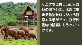 ケニアでは珍しい山と森林の国立公園。水場に集まる動物をロッジから観察する事ができ、夜行性動物の観察にもうってつけです。