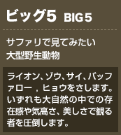 ビッグ５ サファリで見てみたい大型野生動物 ライオン、ゾウ、サイ、バッファロー,ヒョウをさします。いずれも大自然の中での存在感や気高さ、美しさで観る者を圧倒します。