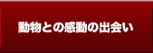 動物との感動の出会い