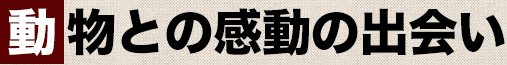 動物との感動の出会い