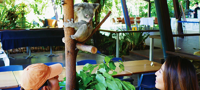 ケアンズトロピカルずー(イメージ)