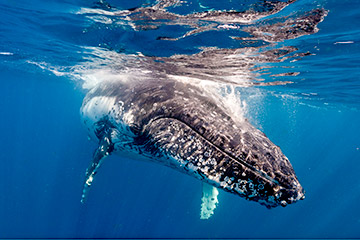 ジャービス・ベイ（イメージ）