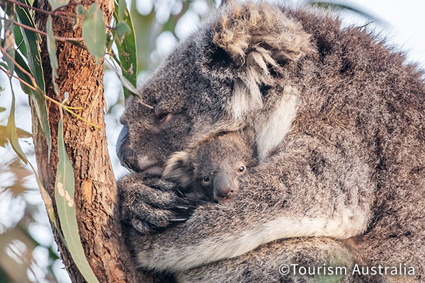 親子コアラのイメージ写真