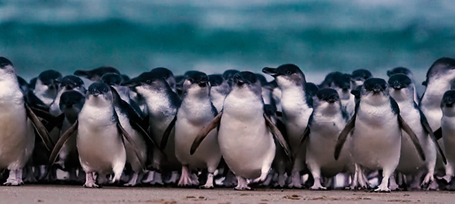 フィリップ島(イメージ)