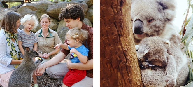 ヒールスビル・サンクチュアリー(イメージ)