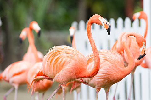 バハマの国鳥のフラミンゴ