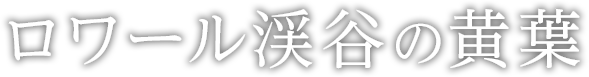 ロワール渓谷の黄葉