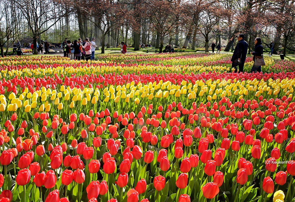 キューケンホフ公園